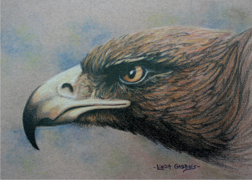 Golden Eagle - Colored pencil drawing by Linda Gadbois